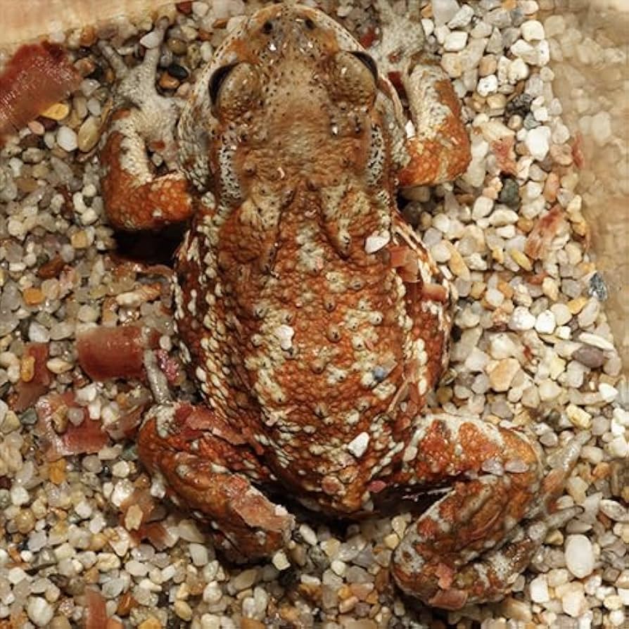 Amazon | (両生類)ミヤコヒキガエル （約4-8cm）（5匹）[生体